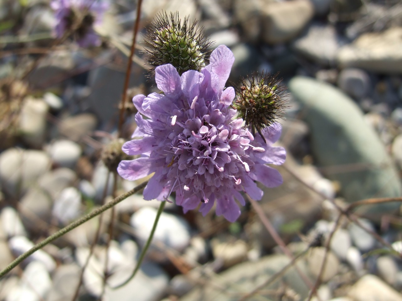 Identificazione - Lomelosia sp. e  Echium italicum